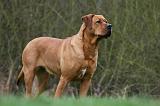 TOSA INU 523